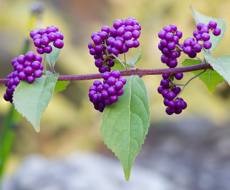 purple berries